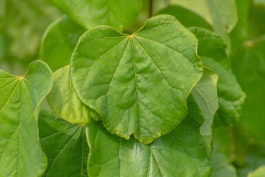 Cercis Cercis canadensis arbuste Cercis canadensis arbuste