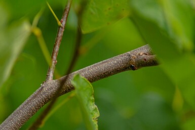 Cercis canadensis arbuste 40-60 cm