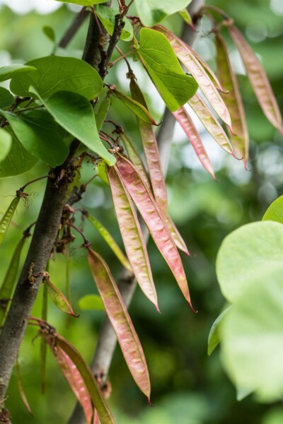 Cercis siliquastrum arbuste 60-80 cm