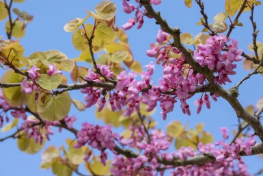 Cercis siliquastrum arbuste 60-80 cm