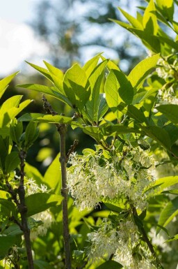 Arbre à franges Chionanthus virginicus arbuste Chionanthus virginicus arbuste