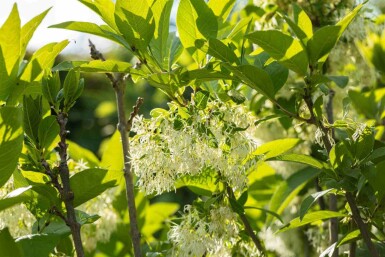 Arbre à franges Chionanthus virginicus arbuste Chionanthus virginicus arbuste