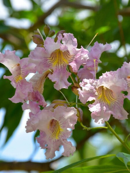Chitalpa Chitalpa tashkentensis 'Summer Bells' arbuste Chitalpa tashkentensis 'Summer Bells' arbuste
