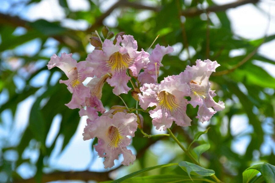 Chitalpa Chitalpa tashkentensis 'Summer Bells' arbuste Chitalpa tashkentensis 'Summer Bells' arbuste