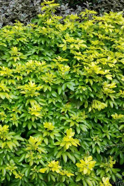 Choisya ternata 'Sundance' arbuste 40-50 cm
