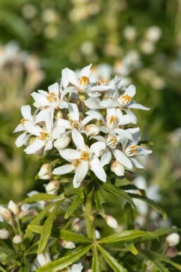 Oranger du mexique Choisya ternata 'White Dazzler' arbuste Choisya ternata 'White Dazzler' arbuste