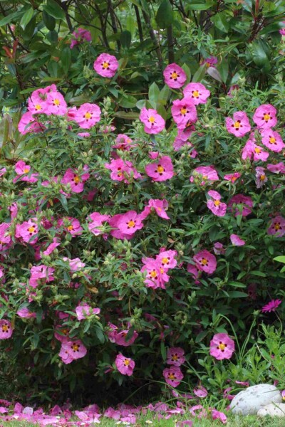 Ciste pourpre Cistus purpureus arbuste Cistus purpureus arbuste