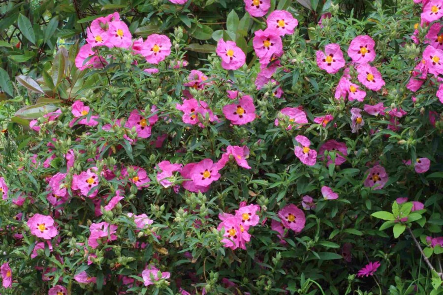 Ciste pourpre Cistus purpureus arbuste Cistus purpureus arbuste