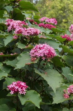 Clérodendron de bunge Clerodendrum bungei arbuste Clerodendrum bungei arbuste
