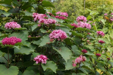 Clérodendron de bunge Clerodendrum bungei arbuste Clerodendrum bungei arbuste