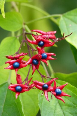 Arbre du clergé Clerodendrum trichotomum 'Fargesii' arbuste Clerodendrum trichotomum 'Fargesii'
