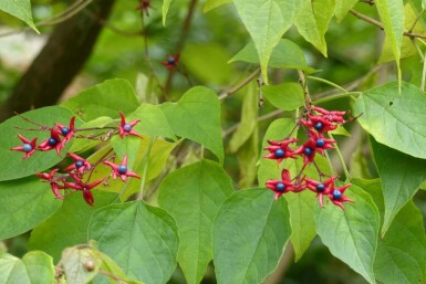 Arbre du clergé Clerodendrum trichotomum 'Fargesii' arbuste Clerodendrum trichotomum 'Fargesii'
