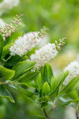 Clèthre odorant Clethra alnifolia arbuste Clethra alnifolia arbuste