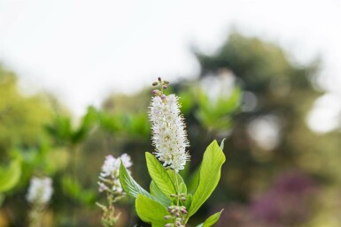 Clèthre odorant Clethra alnifolia arbuste Clethra alnifolia arbuste