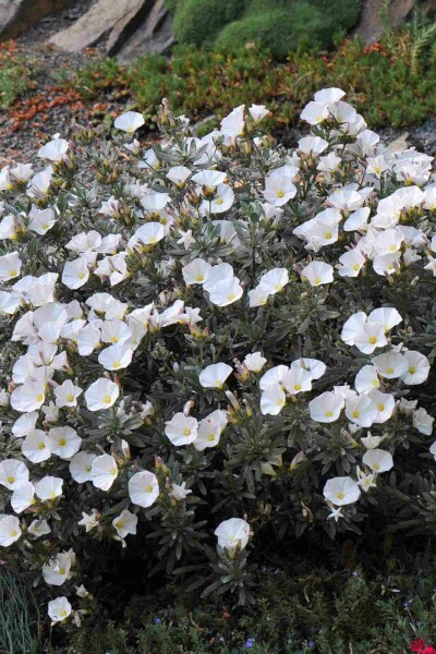 Liseron argenté Convolvulus cneorum arbuste Convolvulus cneorum arbuste