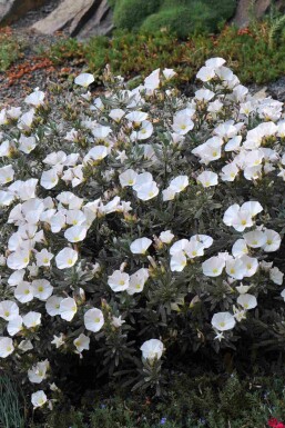 Liseron argenté Convolvulus cneorum arbuste Convolvulus cneorum arbuste