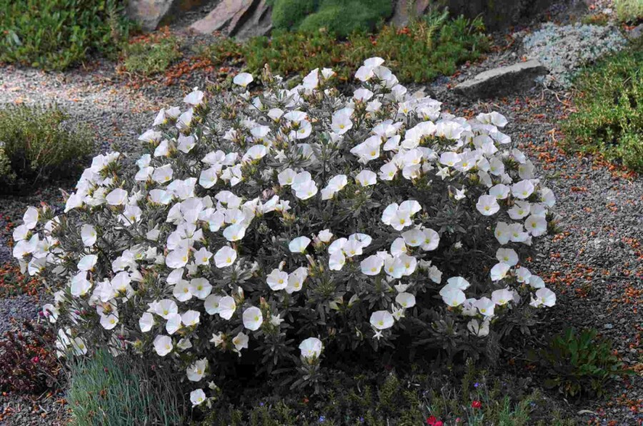 Liseron argenté Convolvulus cneorum arbuste Convolvulus cneorum arbuste