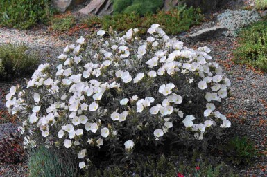 Liseron argenté Convolvulus cneorum arbuste Convolvulus cneorum arbuste