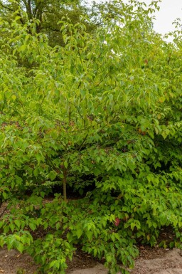 Cornouiller des pagodes Cornus controversa 'Pagoda' arbuste Cornus controversa 'Pagoda' arbuste