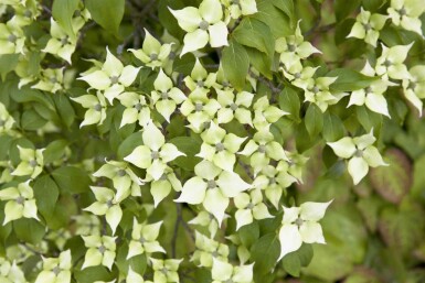 Cornus kousa chinensis arbuste 60-80 cm