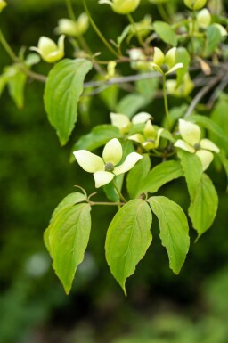 Cornus kousa chinensis arbuste 60-80 cm