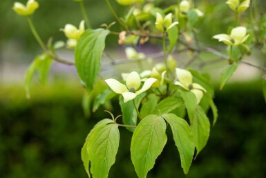Cornus kousa chinensis arbuste 60-80 cm