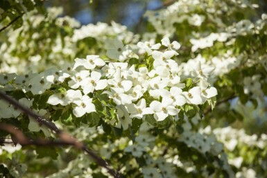 Cornus kousa chinensis arbuste 60-80 cm