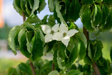 Cornus kousa chinensis arbuste 60-80 cm