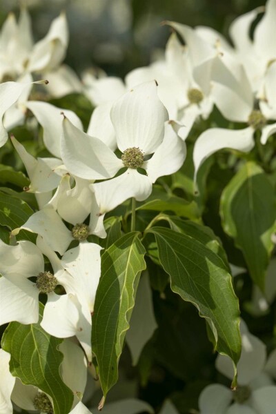 Cornus kousa 'Milky Way' arbuste 150-175 cm