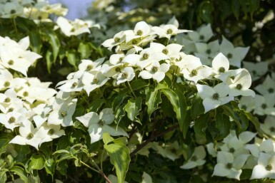 Cornus kousa 'Milky Way' arbuste 150-175 cm