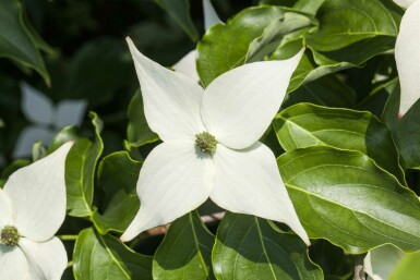 Cornus kousa 'Milky Way' arbuste 150-175 cm