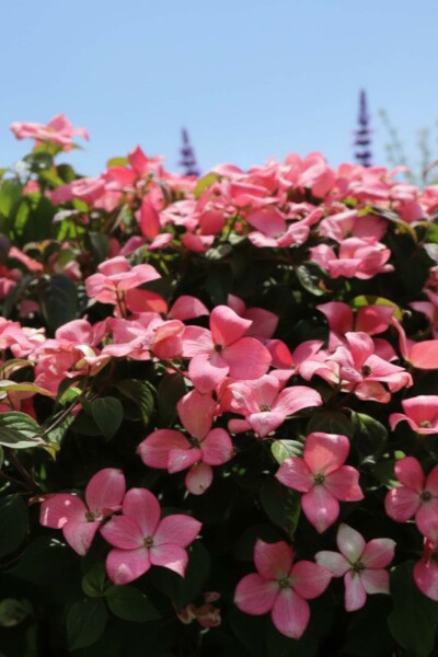 Cornus kousa 'Satomi Compact' arbuste