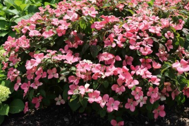 Cornus kousa 'Satomi Compact' arbuste