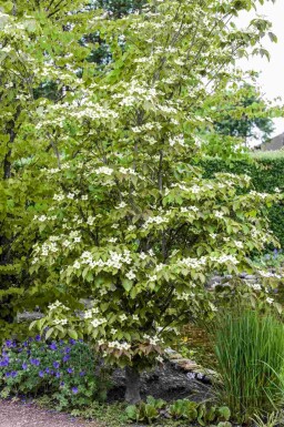 Cornus kousa 'Teutonia'