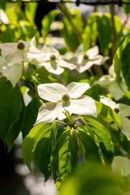 Cornus kousa 'Teutonia'