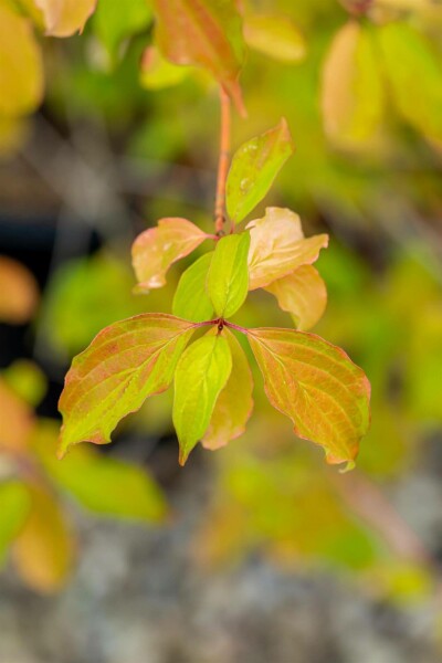 Cornus sanguinea 'Winter Beauty' arbuste 40-60 cm