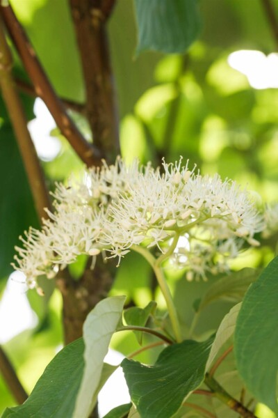 Cornus sericea 'Flaviramea' arbuste 80-100 cm