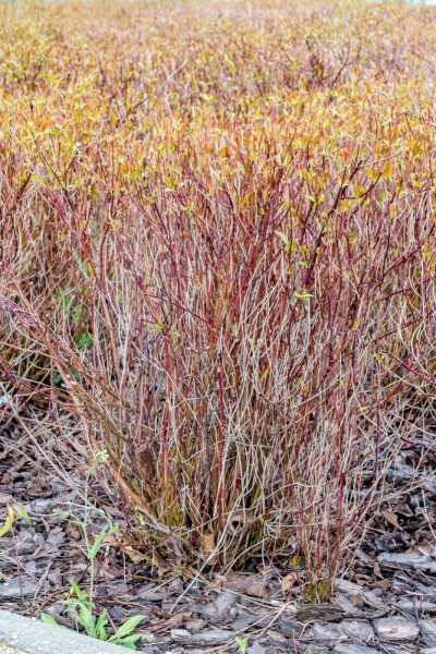 Cornus sericea 'Kelseyi' arbuste 30-40 cm