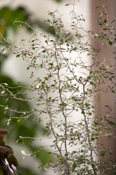 Arbre fil de fer Corokia cotoneaster arbuste Corokia cotoneaster arbuste