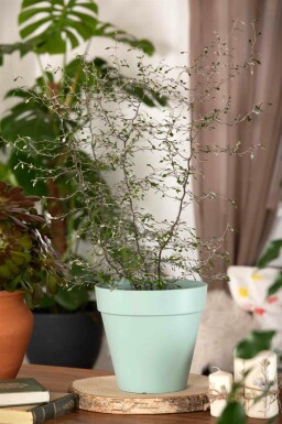 Arbre fil de fer Corokia cotoneaster arbuste Corokia cotoneaster arbuste