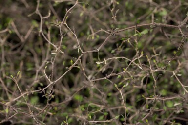 Arbre fil de fer Corokia cotoneaster arbuste Corokia cotoneaster arbuste