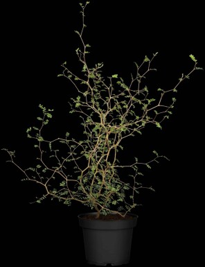 Arbre fil de fer Corokia cotoneaster arbuste Corokia cotoneaster arbuste