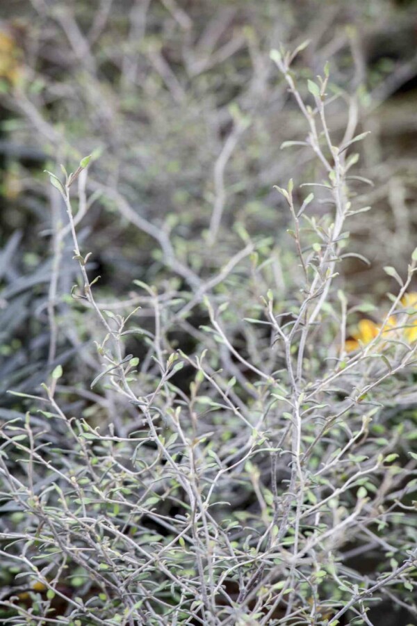 Arbre fil de fer Corokia cotoneaster arbuste Corokia cotoneaster arbuste