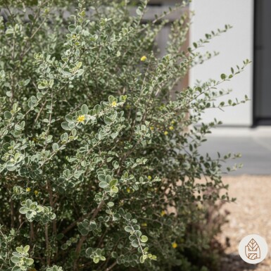 Corokia cotoneaster arbuste