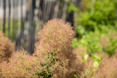 Fustet Cotinus coggygria arbuste Cotinus coggygria arbuste