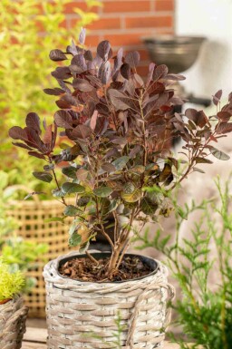 Fustet Cotinus coggygria 'Lilla' arbuste Cotinus coggygria 'Lilla' arbuste
