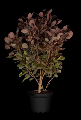 Fustet Cotinus coggygria 'Lilla' arbuste Cotinus coggygria 'Lilla' arbuste