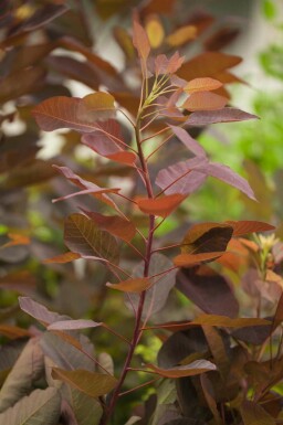 Fustet Cotinus 'Grace' arbuste Cotinus 'Grace' arbuste