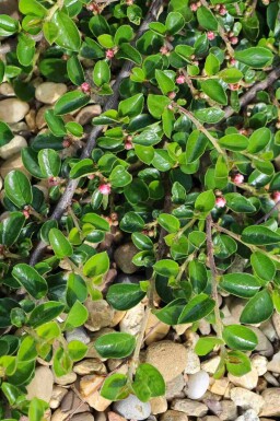 Cotoneaster rampant Cotoneaster dammeri 'Major' arbuste Cotoneaster dammeri 'Major' arbuste