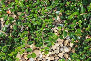 Cotoneaster rampant Cotoneaster dammeri 'Major' arbuste Cotoneaster dammeri 'Major' arbuste